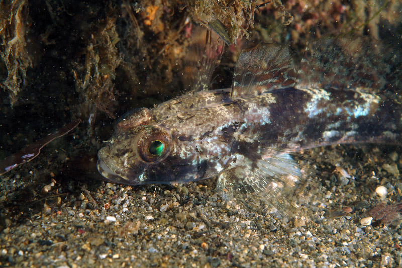 Gobius niger e Gobius incognitus